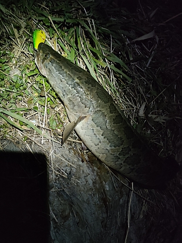 カムルチーの釣果