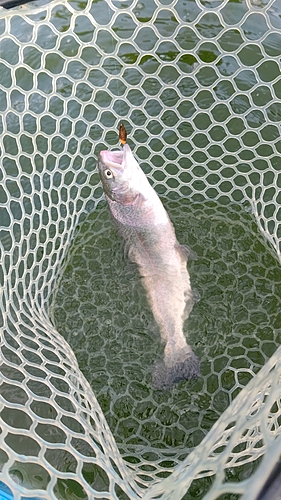 ニジマスの釣果