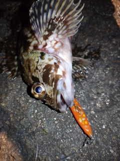 ガシラの釣果