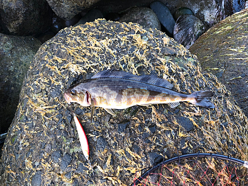 ホッケの釣果