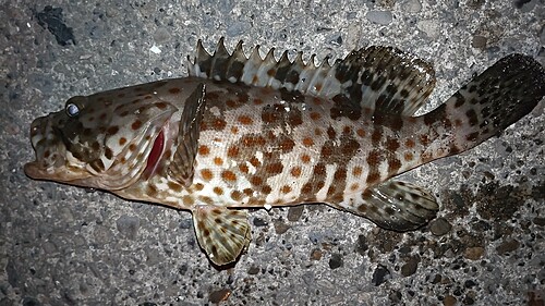 チャイロマルハタの釣果