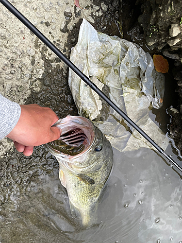 ブラックバスの釣果