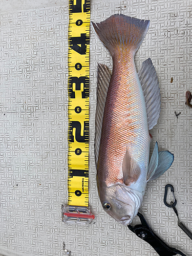 シロアマダイの釣果