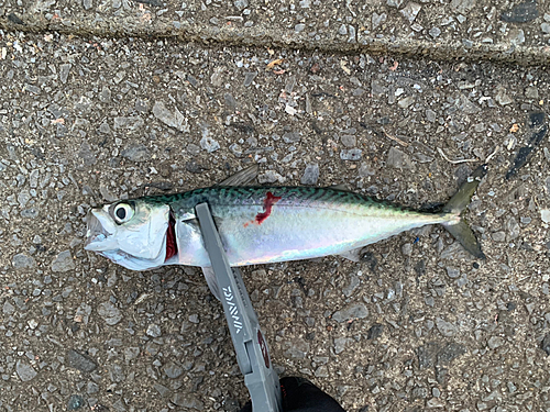 サバの釣果