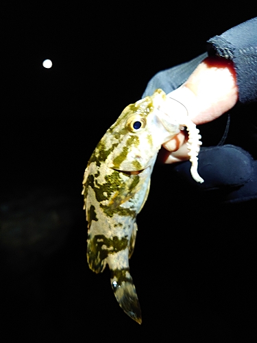 タケノコメバルの釣果