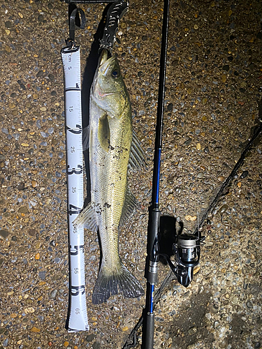 シーバスの釣果