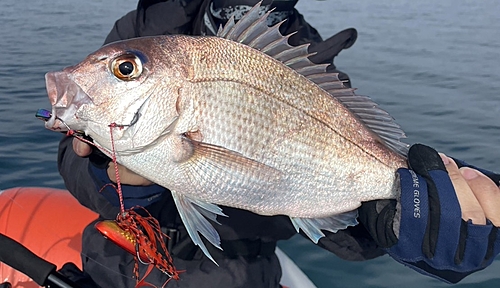 タイの釣果