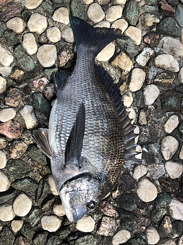 クロダイの釣果