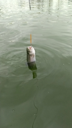 レインボートラウトの釣果