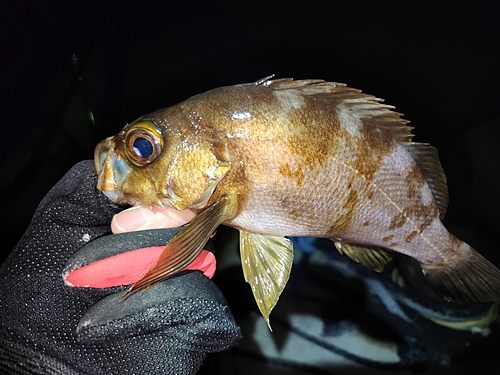 メバルの釣果