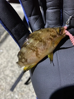 アカメバルの釣果