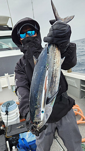 ビンチョウマグロの釣果