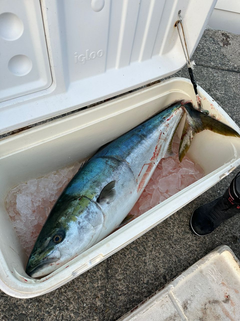 りょーた。｜意外と好評？アジングNAVIさんの釣果 3枚目の画像