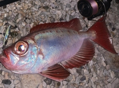 バラハタの釣果