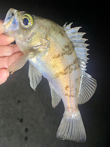 メバルの釣果