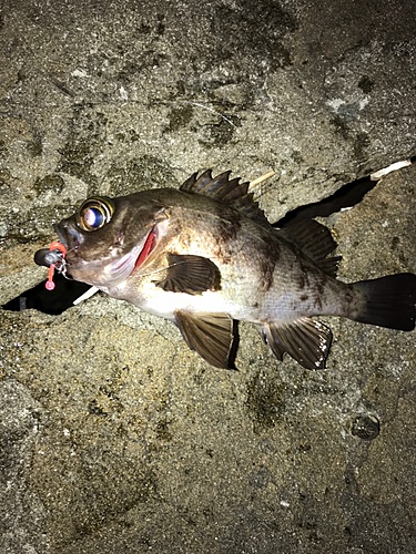 シロメバルの釣果