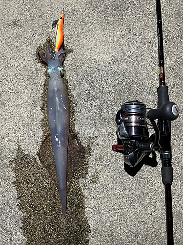 ヤリイカの釣果