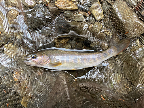 イワナの釣果