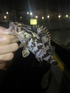 タケノコメバルの釣果