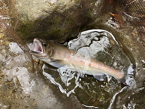 ヤマメの釣果