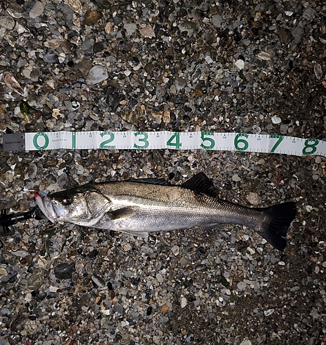 シーバスの釣果