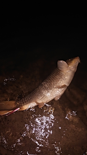 コイの釣果