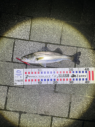 シーバスの釣果