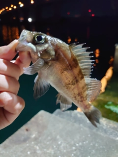 メバルの釣果