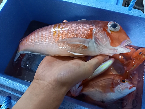 アマダイの釣果