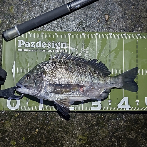 クロダイの釣果