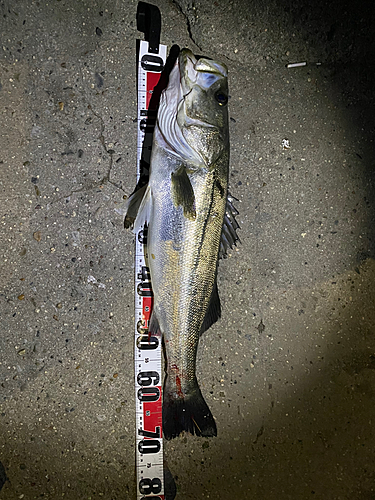 シーバスの釣果