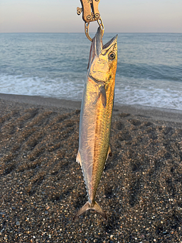 サゴシの釣果