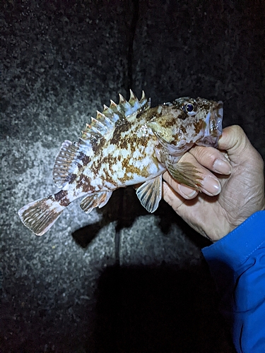 カサゴの釣果