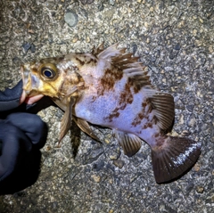 メバルの釣果