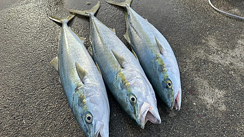 メジロの釣果