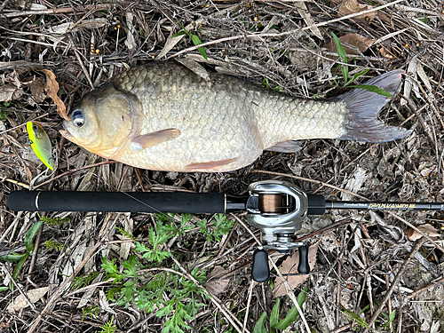 フナの釣果