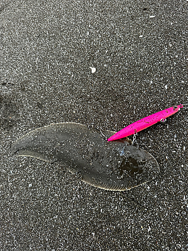 シタビラメの釣果