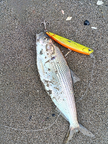 コノシロの釣果