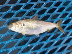 コノシロの釣果