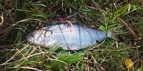 コノシロの釣果