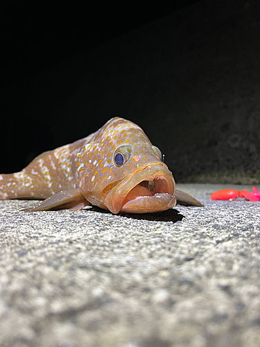 アコウの釣果