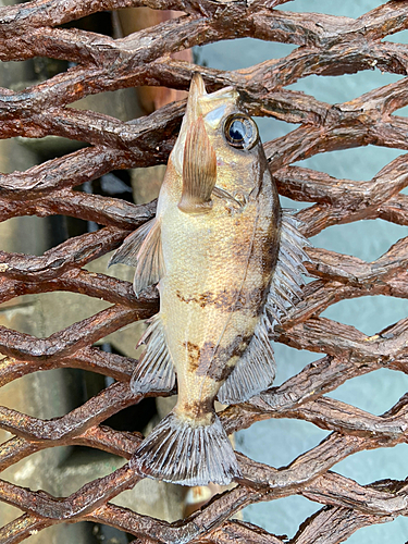 シロメバルの釣果