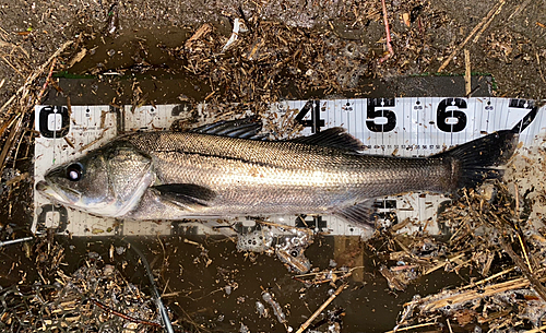 スズキの釣果