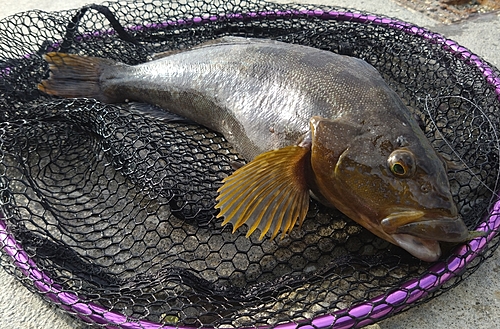 アイナメの釣果