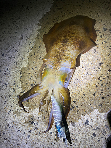 アオリイカの釣果