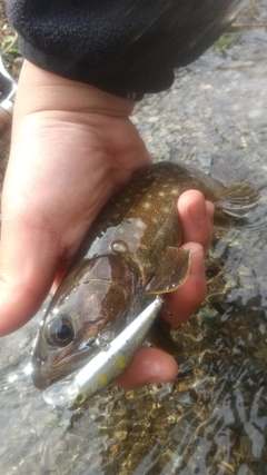 イワナの釣果