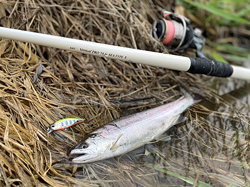 ヤマメの釣果