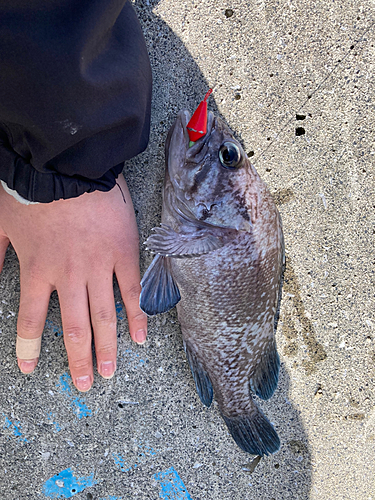 マゾイの釣果