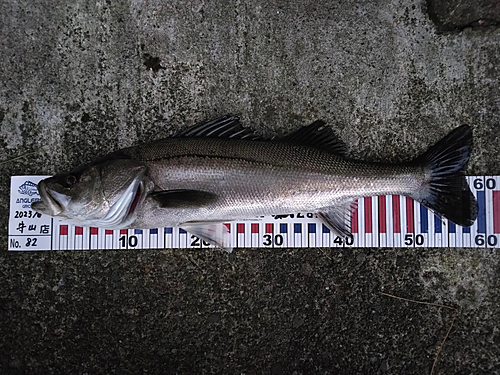 シーバスの釣果