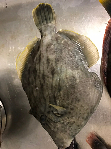 カワハギの釣果